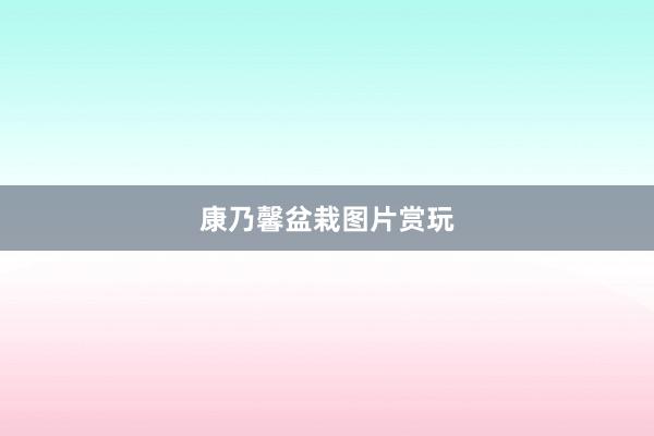 康乃馨盆栽图片赏玩